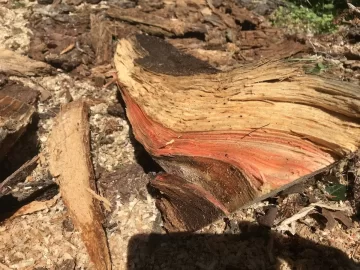 [Hearth.com] Red streak in white pine