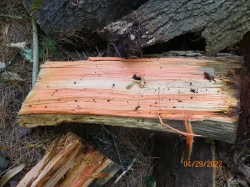 [Hearth.com] Red streak in white pine