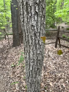 [Hearth.com] Tree ID help