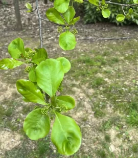 [Hearth.com] Tree ID help