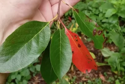 [Hearth.com] Tree ID help