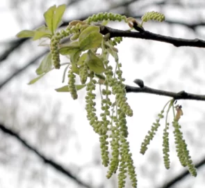 [Hearth.com] Tree ID help