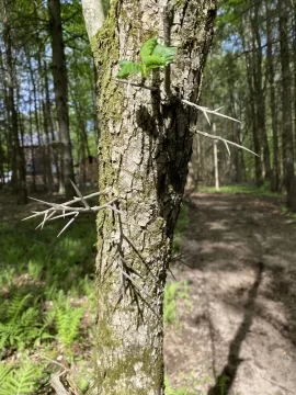 [Hearth.com] Black locust or honey locust