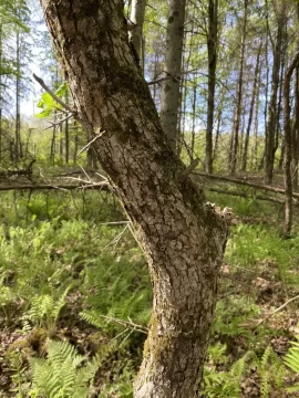 [Hearth.com] Black locust or honey locust