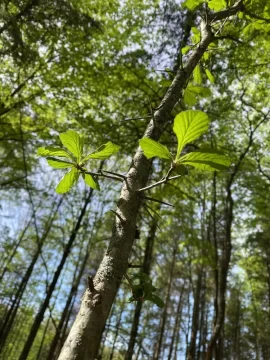 [Hearth.com] Black locust or honey locust