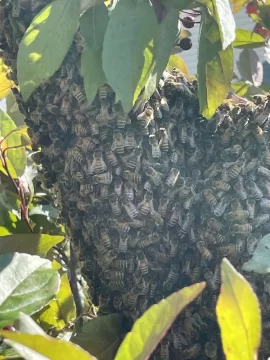 [Hearth.com] Honeybee swarm!