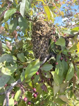 [Hearth.com] Honeybee swarm!