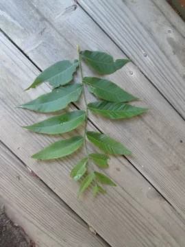 [Hearth.com] Tree ID