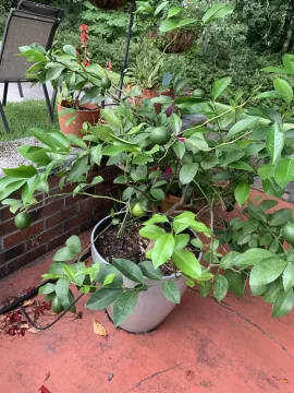 [Hearth.com] Growing freeze hardy citrus