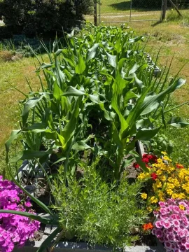 [Hearth.com] Garden 2x6 Raised bed rotted and fell over after 30 years