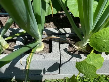 [Hearth.com] Garden 2x6 Raised bed rotted and fell over after 30 years