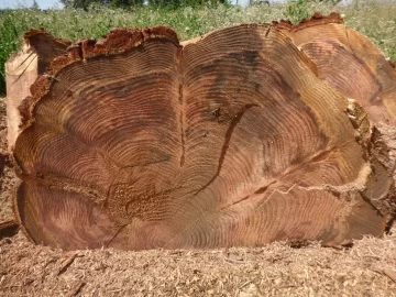 [Hearth.com] Another wood score, a giant sequoia