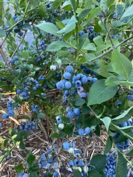 [Hearth.com] Blueberries