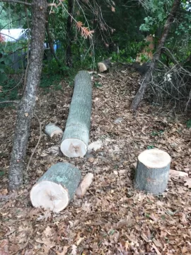 [Hearth.com] Drying oak rounds (12"-20" diameter)