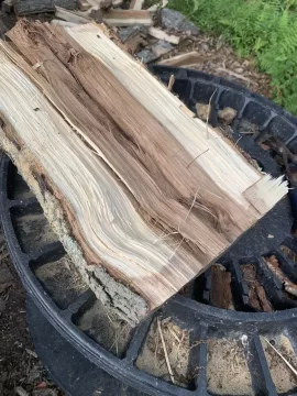 [Hearth.com] Hickory infested with wood beetle. The remedy?