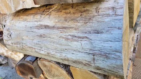 [Hearth.com] Wood ID on a split