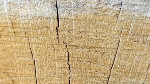 [Hearth.com] Wood ID on a split