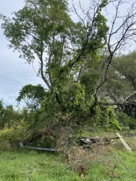 [Hearth.com] Box elder, take it or leave it?