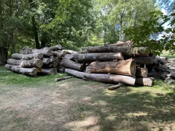 [Hearth.com] Tree Felling