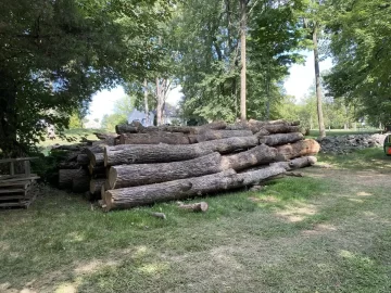 [Hearth.com] Tree Felling