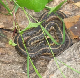 [Hearth.com] Lookie what I found in my wood pile...