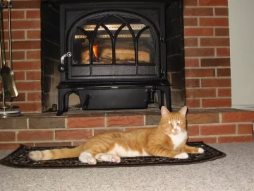 [Hearth.com] Your pets with your stove