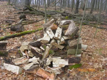 [Hearth.com] Gnarly Old Sugar Maple