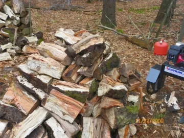 [Hearth.com] Gnarly Old Sugar Maple