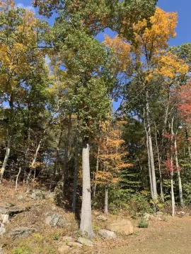 [Hearth.com] Need advice on felling the tree.