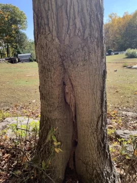 [Hearth.com] Need advice on felling the tree.