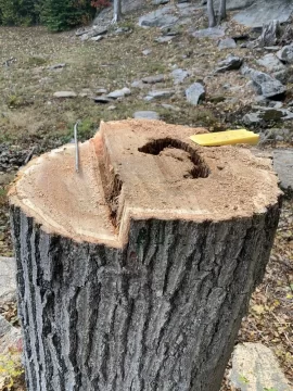 [Hearth.com] Need advice on felling the tree.