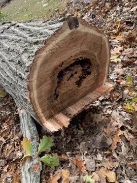 [Hearth.com] Need advice on felling the tree.