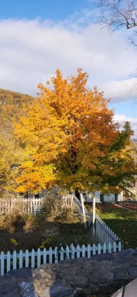 [Hearth.com] 2022 Fall Foliage