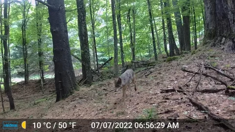 [Hearth.com] Trail Cams