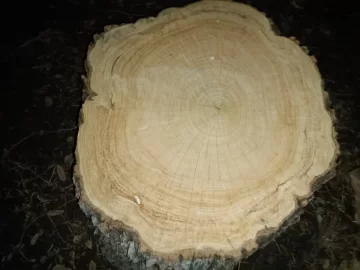 [Hearth.com] Need Help Identifying These South Texas Tree Stumps Please