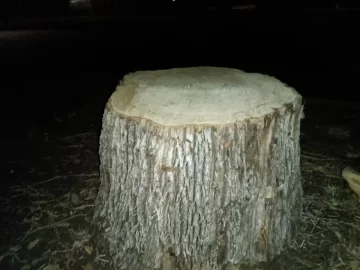 [Hearth.com] Need Help Identifying These South Texas Tree Stumps Please