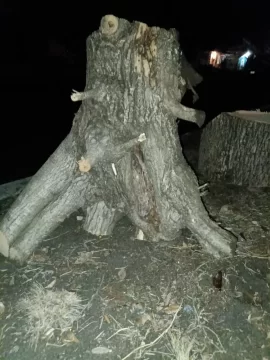 [Hearth.com] Need Help Identifying These South Texas Tree Stumps Please