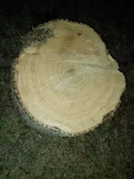 [Hearth.com] Need Help Identifying These South Texas Tree Stumps Please