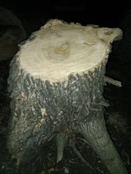 [Hearth.com] Need Help Identifying These South Texas Tree Stumps Please