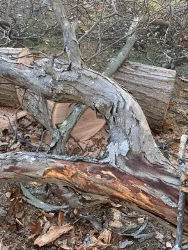 [Hearth.com] Wood iD. Silver maple?