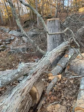 [Hearth.com] Wood iD. Silver maple?