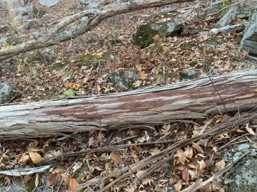 [Hearth.com] Wood iD. Silver maple?