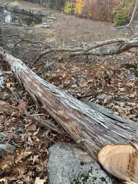 [Hearth.com] Wood iD. Silver maple?