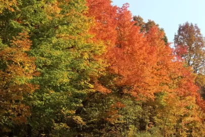 [Hearth.com] 2022 Fall Foliage