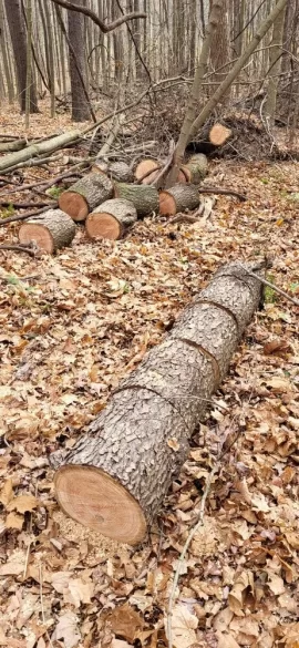 [Hearth.com] A little cherry and ash cutting.