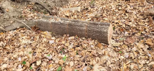 [Hearth.com] A little cherry and ash cutting.