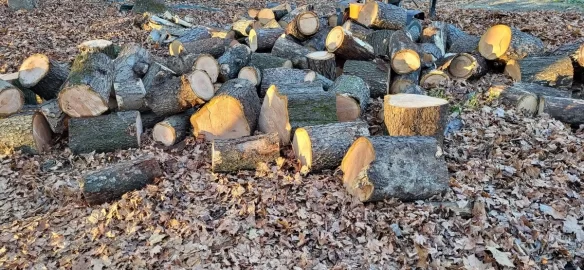 [Hearth.com] A little cherry and ash cutting.