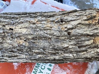 Wood Id help. Is it white oak?