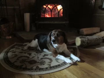 [Hearth.com] A Hound and a Wood Stove