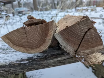 [Hearth.com] Red Mulberry?